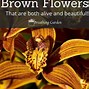 Image result for Coffee Brown Flowers