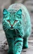 Image result for Green Cat Bulgaria