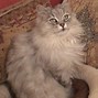 Image result for White Fluffy Cat with Black Shades Majestic