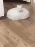 Image result for White Cat Meme GIF