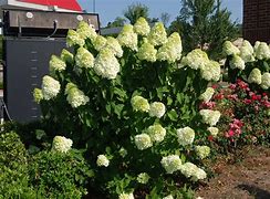 Image result for Hydrangea paniculata limelight