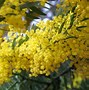 Image result for Yellow Flowers iPhone 12