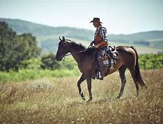 Image result for Horse and Rider