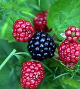 Image result for Blackberries Fruit