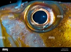 Image result for 1080X1080 Fish Eye