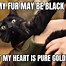 Image result for Black Masked Cat Meme