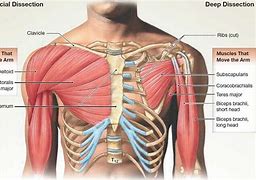 Image result for Chest Anatomy Mussle Groups