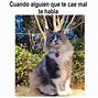 Image result for Gato Con Ojeras Meme