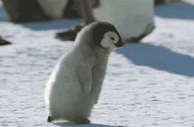 Image result for Pebble and Penguin GIF