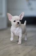 Image result for White Apple Head Chihuahua