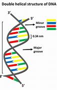 Image result for Double Helix DNA Strand