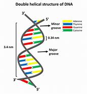 Image result for DNA Double Helix Drawing