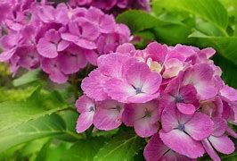Image result for Pictures From Sony RX100 Sample
