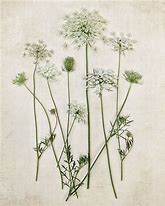 Image result for Queen Anne Lace Print