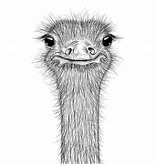 Image result for Ostrich Head Drawing