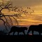 Image result for Deer Silhouette Photography