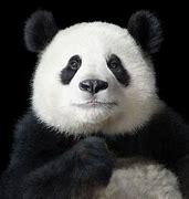 Image result for Panda Face Images