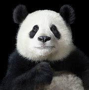 Image result for Panda Potrait