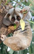 Image result for Slow Loris