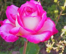 Image result for Fuschia Pink Roses