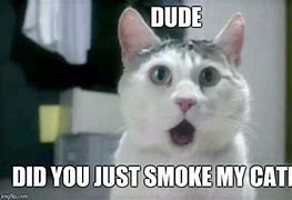 Image result for Cat Weed Meme Pics