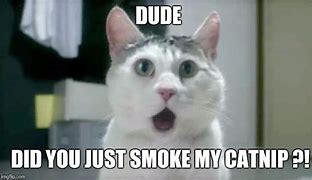 Image result for 420 Cat Meme