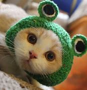 Image result for Cat with Lettuce Hat