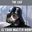 Image result for Grumpy Cat Memes Funny Work