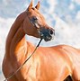 Image result for Arabian Horse World