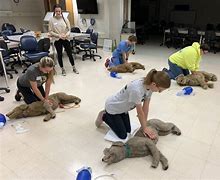 Image result for Recover Veterinary CPR