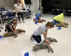Image result for Recover CPR Vet