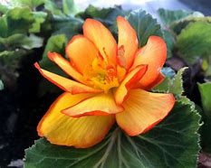 Image result for Begonia Picotee -wit-