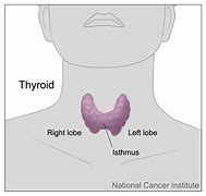 Image result for Thyroid Health Diet
