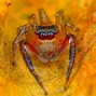 Image result for Spider Photography
