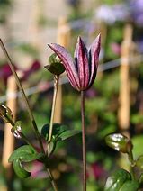 Image result for Clematis viticella Royal Velours