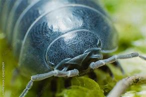 Image result for Pill Bug Face
