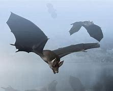 Image result for Bat Evolution