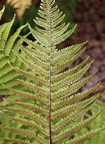 Image result for Dryopteris affinis