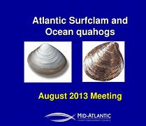Image result for Quahog vs Atlantic Surf Clam