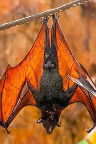 Image result for Black Bat Animal