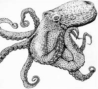 Image result for Largest Octopus Ever