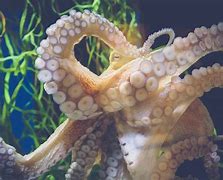 Image result for Octopus Tentacles Teeth