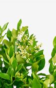 Image result for Wild Privet Hedge