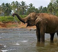 Image result for alifante