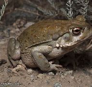 Image result for Desert Toad