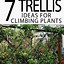 Image result for Climbing Perennials