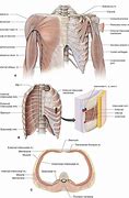 Image result for Thoracic Spine Anatomy