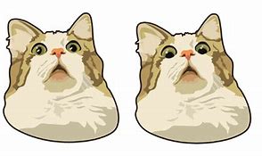 Image result for Anxious Cat Meme