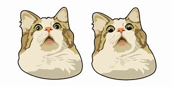 Image result for Nervous Cat Meme