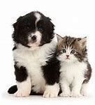 Image result for Puppy Kitty